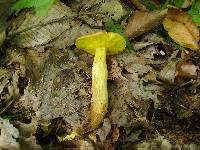 Boletus innixus image