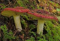Russula xerampelina image