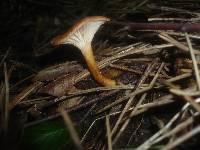 Clitocybe sinopica image