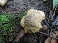 Inocybe corydalina image