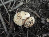 Inocybe corydalina image