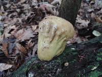 Lycoperdon excipuliforme image