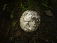 Agaricus bitorquis image