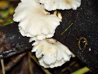 Pleurotus pulmonarius image