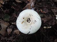 Lactarius controversus image