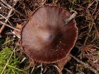 Cortinarius brunneus image