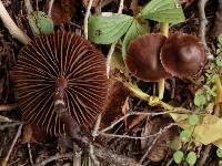 Cortinarius brunneus image