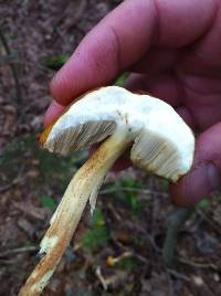 Boletus longicurvipes image