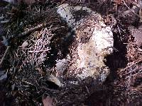 Russula cascadensis image