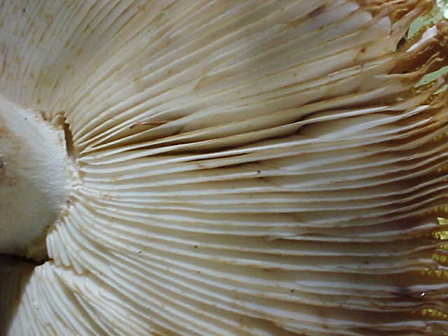 Russula subfoetens image