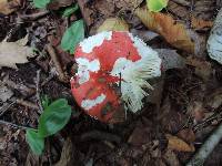 Russula rubescens image