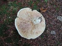 Lactarius deceptivus image