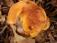 Suillus grevillei image