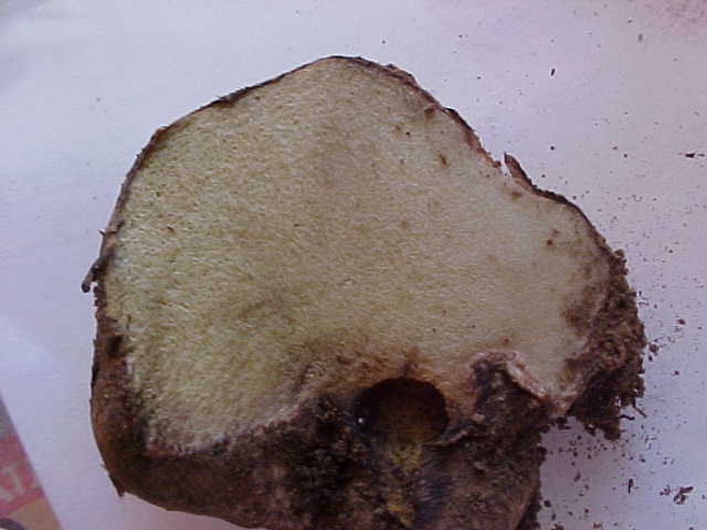 Rhizopogon atroviolaceus image