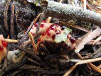 Hydnellum peckii image