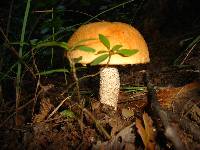 Leccinum versipelle image