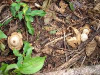 Geastrum triplex image