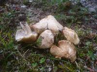 Inocybe erubescens image