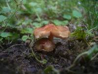 Inocybe godeyi image