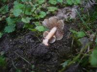 Inocybe godeyi image