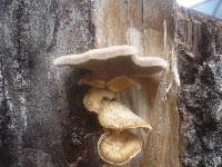 Lentinus strigosus image