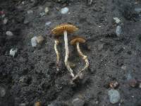 Conocybe vexans image