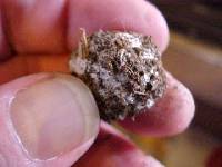 Macowanites luteolus image