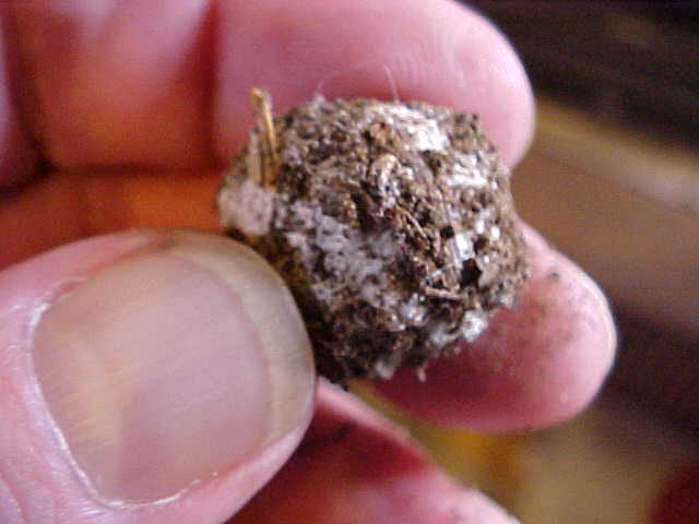 Macowanites luteolus image