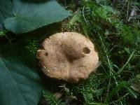 Boletus bubalinus image