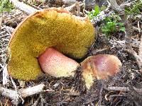 Boletus smithii image