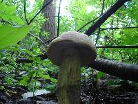 Leccinum duriusculum image