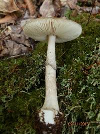 Amanita porphyria image