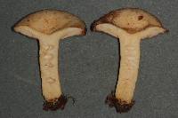 Russula crassotunicata image