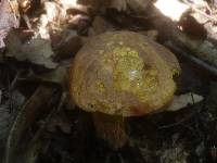 Boletus discolor image