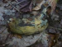 Boletus discolor image