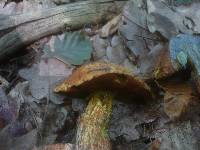 Boletus discolor image