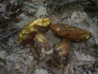 Boletus discolor image