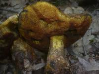 Boletus discolor image