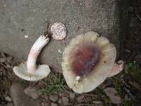 Russula mariae image