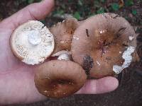 Russula brunneola image