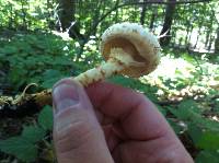 Pholiota squarrosoides image