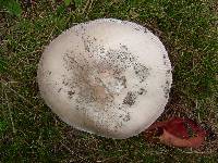 Amanita spreta image