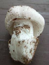 Amanita spreta image