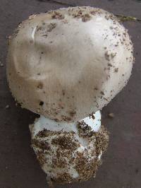 Amanita spreta image