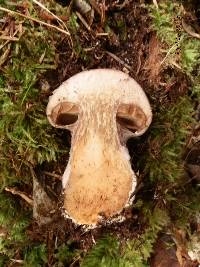 Cortinarius traganus image