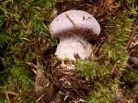 Cortinarius traganus image