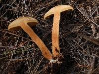 Suillus acidus image