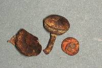 Gastroboletus turbinatus image