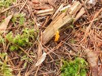 Calocera viscosa image