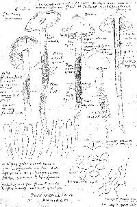 Phaeocollybia ammiratii image